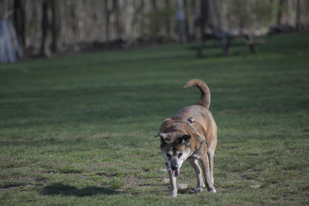 20250422_Dog Park and Birds__DSC0800_.jpg