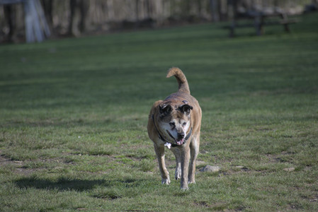 20250422_Dog Park and Birds__DSC0804_.jpg