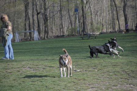 20250422_Dog Park and Birds__DSC0806_.jpg