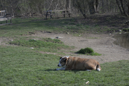 20250422_Dog Park and Birds__DSC0844_.jpg