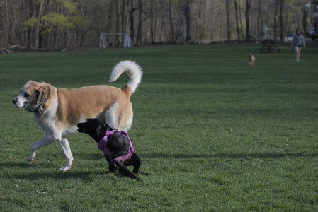 20250422_Dog Park and Birds__DSC0845_.jpg