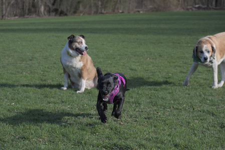 20250422_Dog Park and Birds__DSC0848_.jpg