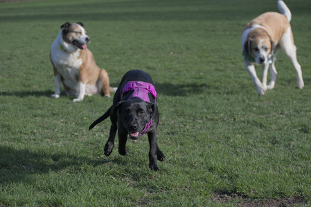 20250422_Dog Park and Birds__DSC0849_.jpg