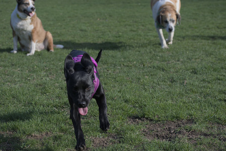 20250422_Dog Park and Birds__DSC0850_.jpg