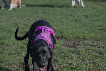 20250422_Dog Park and Birds__DSC0851_.jpg