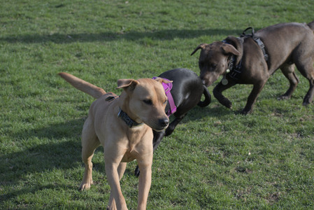 20250422_Dog Park and Birds__DSC0852_.jpg