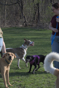 20250422_Dog Park and Birds__DSC0857_.jpg