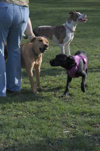 20250422_Dog Park and Birds__DSC0858_.jpg