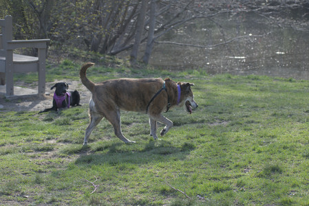 20250422_Dog Park and Birds__DSC0865_.jpg