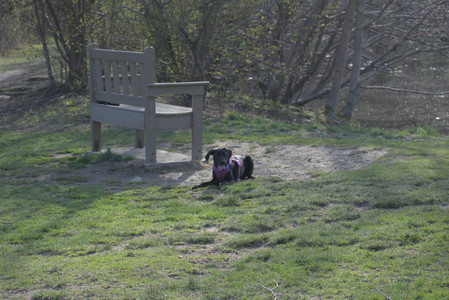20250422_Dog Park and Birds__DSC0867_.jpg