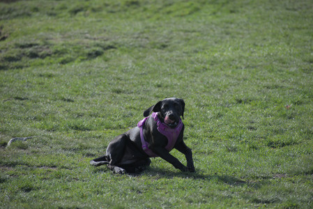 20250422_Dog Park and Birds__DSC0870_.jpg