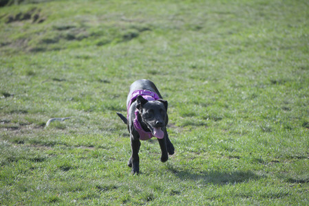 20250422_Dog Park and Birds__DSC0872_.jpg