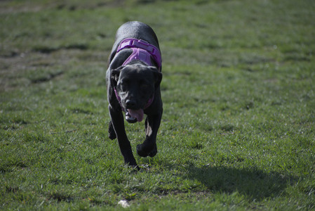 20250422_Dog Park and Birds__DSC0878_.jpg