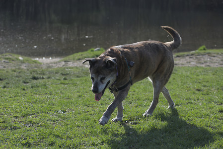 20250422_Dog Park and Birds__DSC0885_.jpg