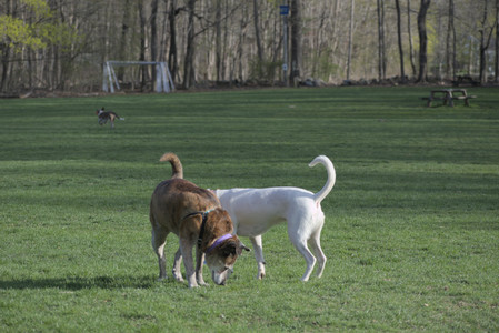 20250422_Dog Park and Birds__DSC0887_.jpg