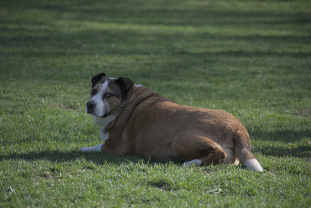 20250422_Dog Park and Birds__DSC0888_.jpg