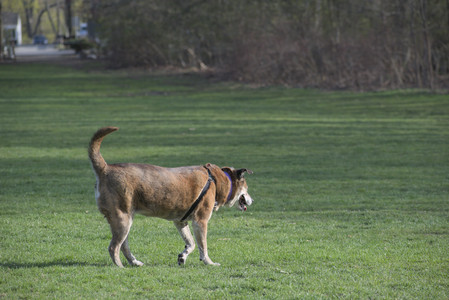 20250422_Dog Park and Birds__DSC0890_.jpg