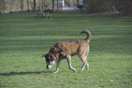 20250422_Dog Park and Birds__DSC0895_.jpg