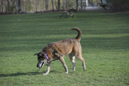 20250422_Dog Park and Birds__DSC0899_.jpg