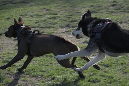 20250422_Dog Park and Birds__DSC0902_.jpg