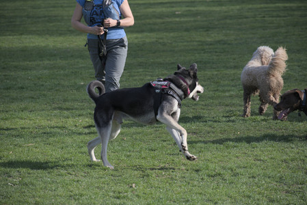 20250422_Dog Park and Birds__DSC0909_.jpg