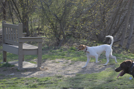 20250422_Dog Park and Birds__DSC0910_.jpg