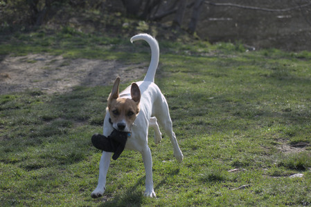 20250422_Dog Park and Birds__DSC0917_.jpg