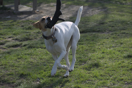 20250422_Dog Park and Birds__DSC0918_.jpg