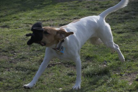 20250422_Dog Park and Birds__DSC0919_.jpg