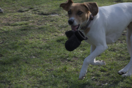 20250422_Dog Park and Birds__DSC0920_.jpg