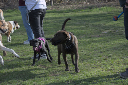 20250422_Dog Park and Birds__DSC0923_.jpg