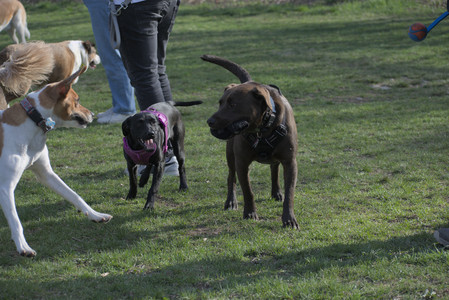 20250422_Dog Park and Birds__DSC0924_.jpg