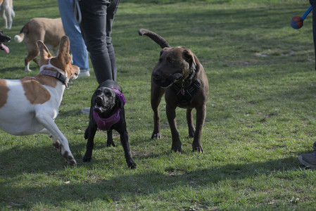20250422_Dog Park and Birds__DSC0926_.jpg
