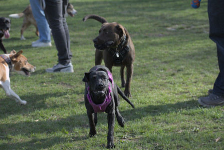 20250422_Dog Park and Birds__DSC0928_.jpg