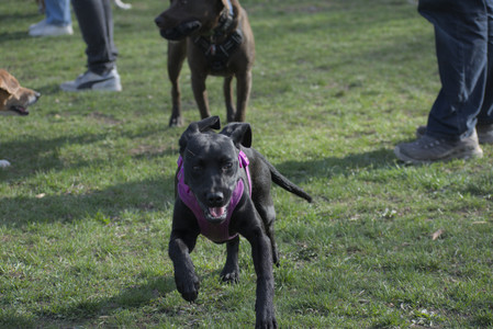 20250422_Dog Park and Birds__DSC0929_.jpg