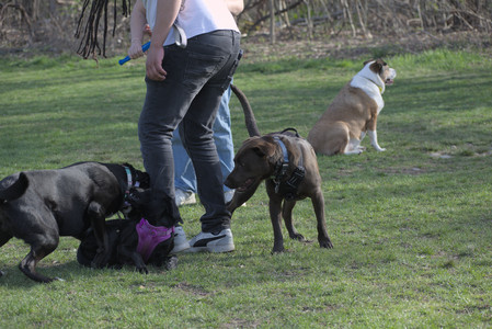20250422_Dog Park and Birds__DSC0932_.jpg