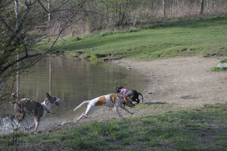20250422_Dog Park and Birds__DSC0936_.jpg