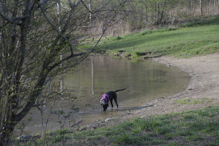20250422_Dog Park and Birds__DSC0941_.jpg