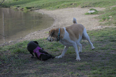 20250422_Dog Park and Birds__DSC0953_.jpg