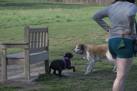 20250422_Dog Park and Birds__DSC0957_.jpg