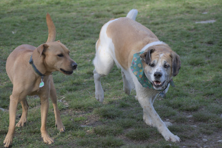 20250422_Dog Park and Birds__DSC0959_.jpg