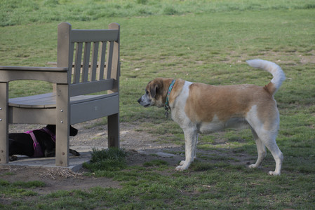 20250422_Dog Park and Birds__DSC0960_.jpg