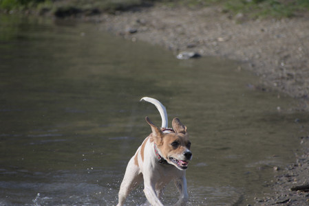 20250422_Dog Park and Birds__DSC0968_.jpg