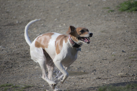 20250422_Dog Park and Birds__DSC0971_.jpg