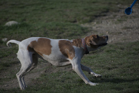 20250422_Dog Park and Birds__DSC0975_.jpg