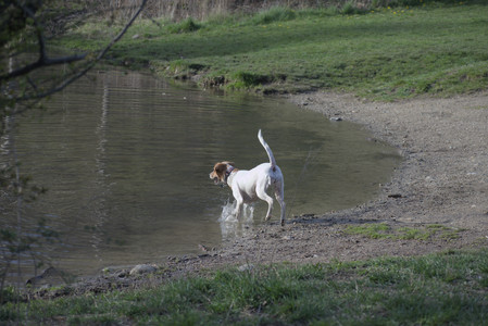 20250422_Dog Park and Birds__DSC0981_.jpg