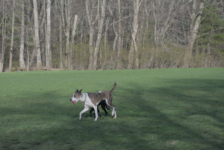 20250422_Dog Park and Birds__DSC0984_.jpg