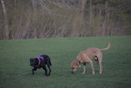 20250422_Dog Park and Birds__DSC0993_.jpg