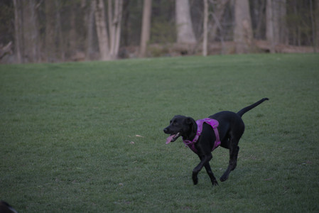 20250422_Dog Park and Birds__DSC0994_.jpg