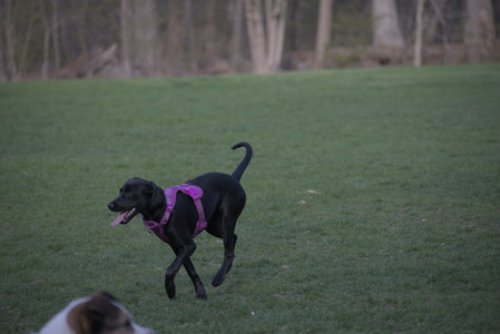 20250422_Dog Park and Birds__DSC0996_.jpg